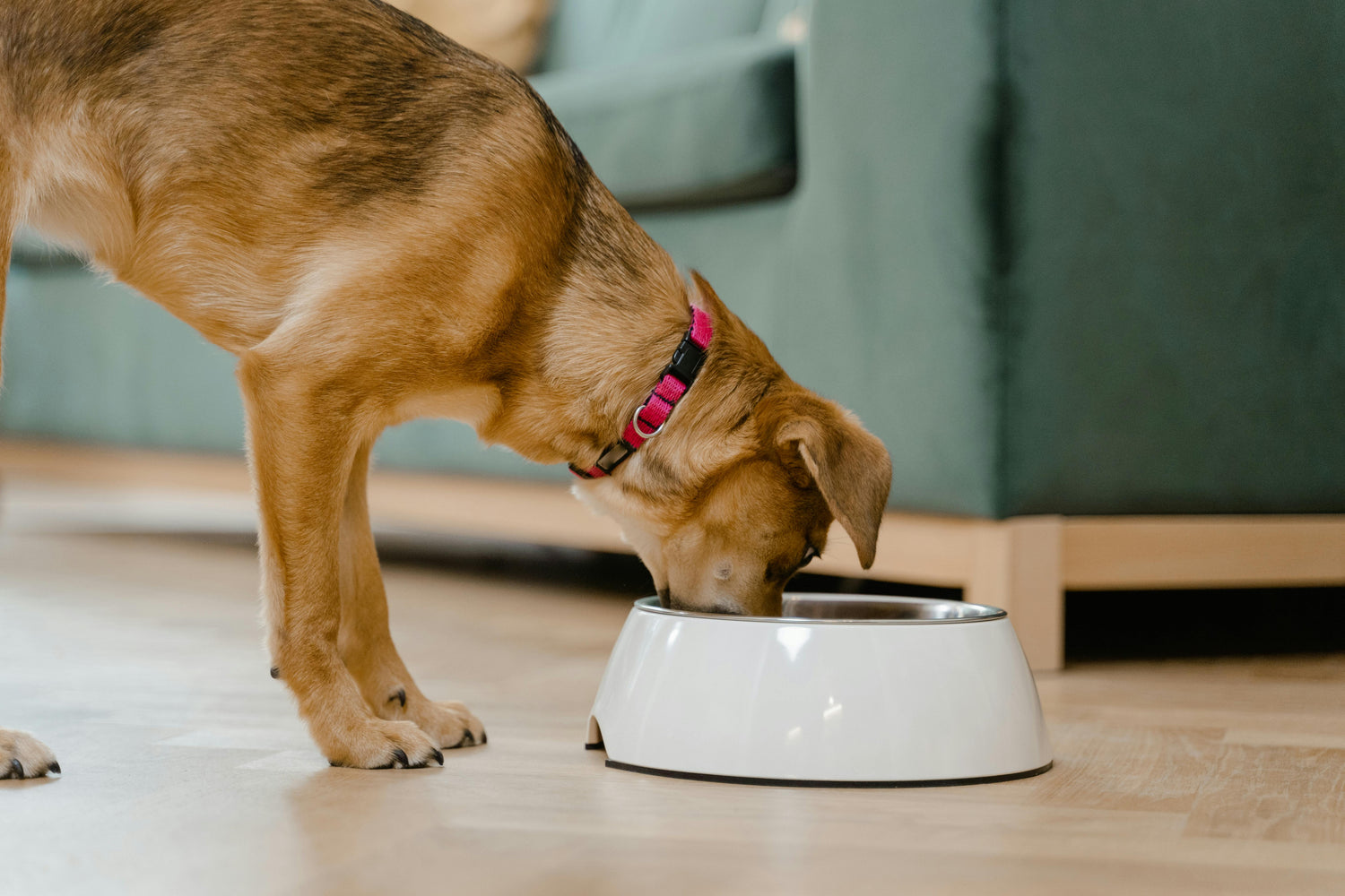 Pets Supplies